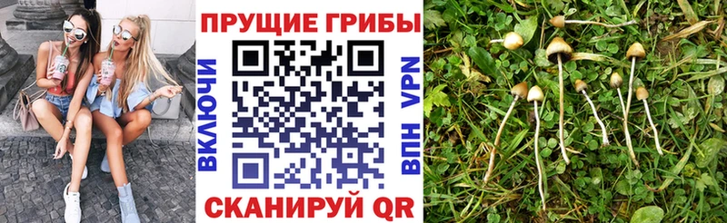 Галлюциногенные грибы Psilocybine cubensis  Купить  Волгодонск 